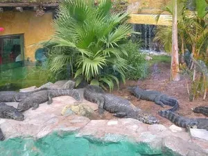 Ferme aux crocodiles