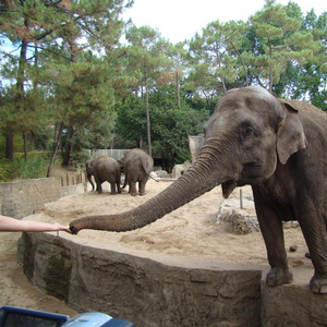 Lot de 4 entrées Zoo La Palmyre