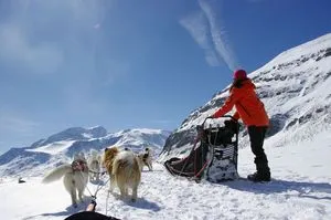 1 sortie découverte en chien de traîneau à Val Cenis Mont Cenis