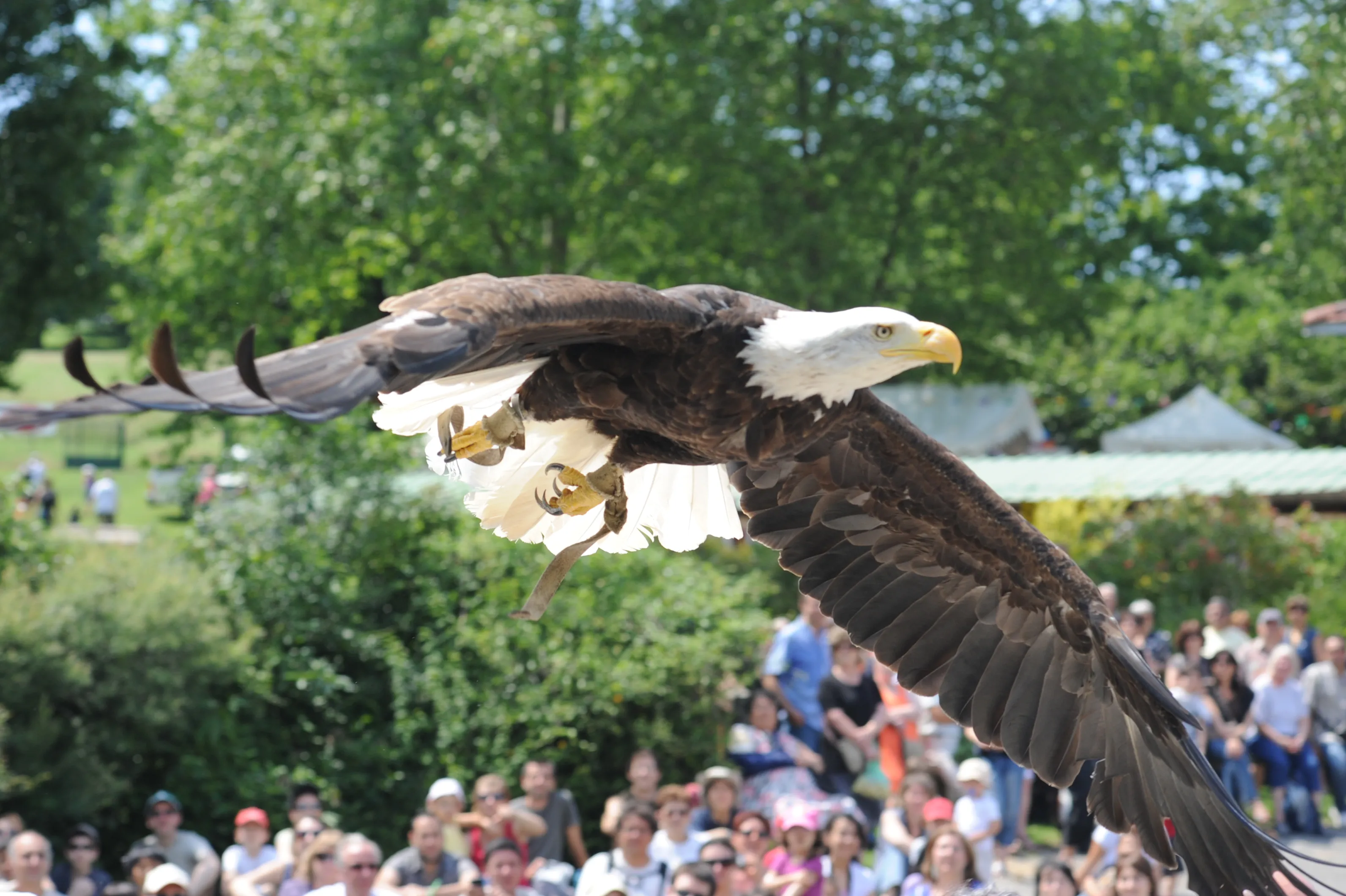 2 entrées enfant LES AIGLES DU LEMAN