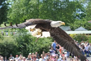 2 entrées enfant LES AIGLES DU LEMAN
