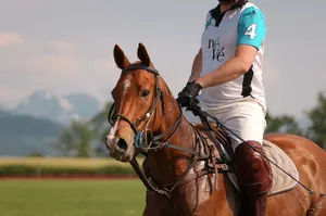 Cours de polo